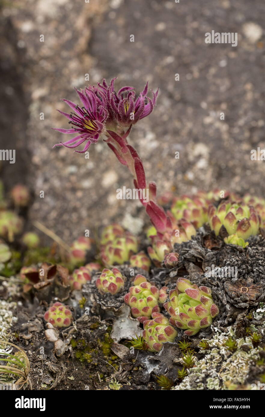 Una montagna semprevivo, Sempervivum montanum ssp stiriacum in fiore ad alta altitudine, Alpi Italiane. Foto Stock