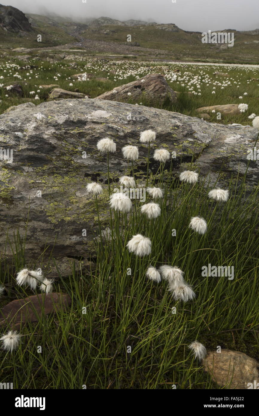 Scheuchzer's Cottongrass, Eriophorum scheuchzeri sul Passo Gavia, Passo di Gavia, 2621 m, Italia. Foto Stock