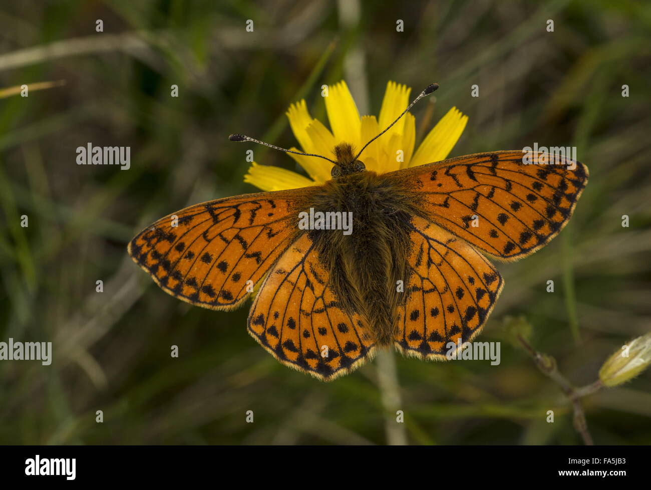 Pastore Fritillary, Boloria pales su hawkbit a 2500 m sulle pendici del Monte Cervino. Foto Stock