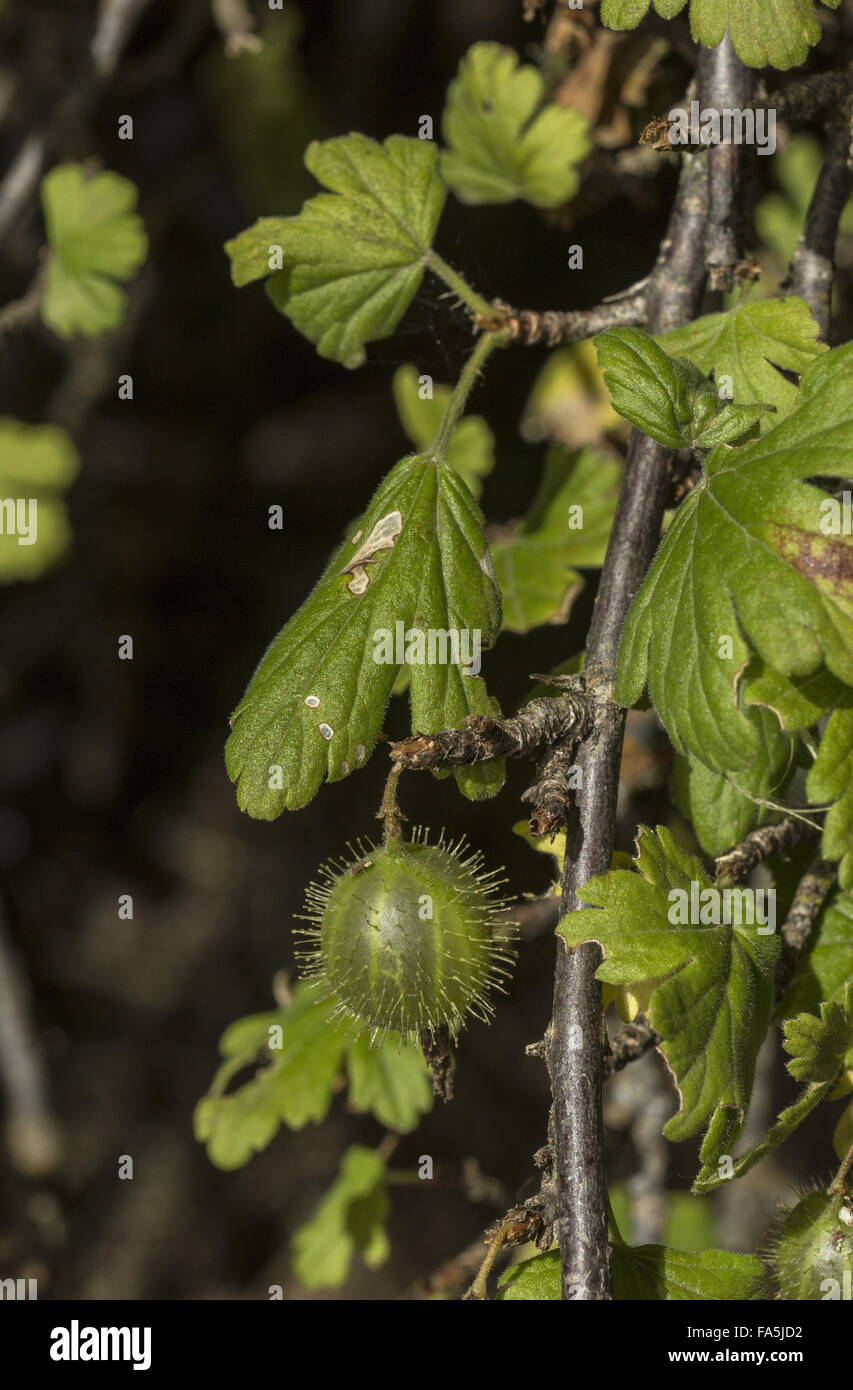 La maturazione wild uva spina e ribes uva-crispa frutto Foto Stock