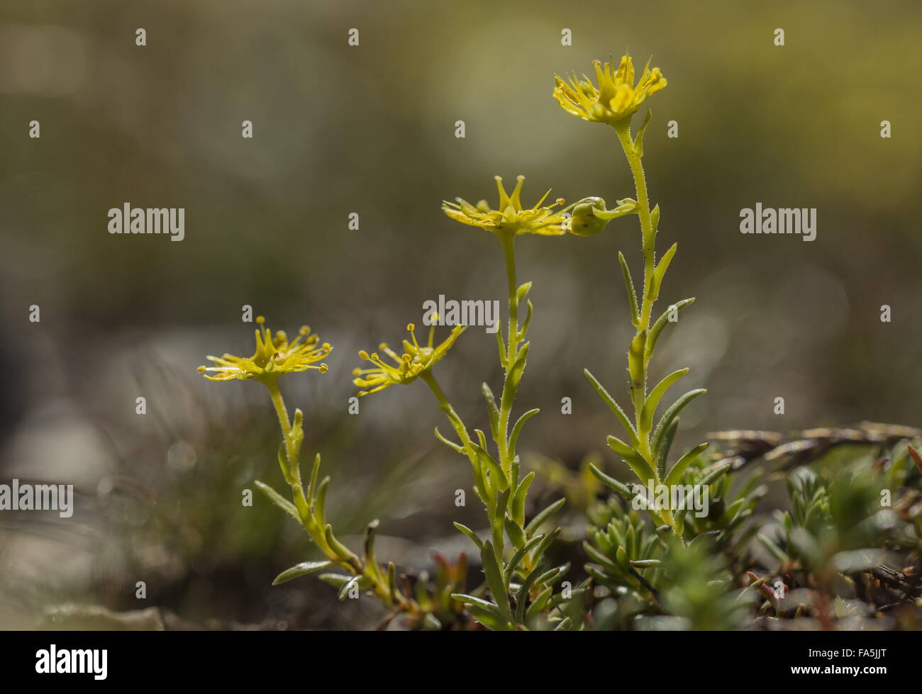 Gialle di montagna, sassifraga Saxifraga aizoides in fiore nel ruscello di montagna. Foto Stock