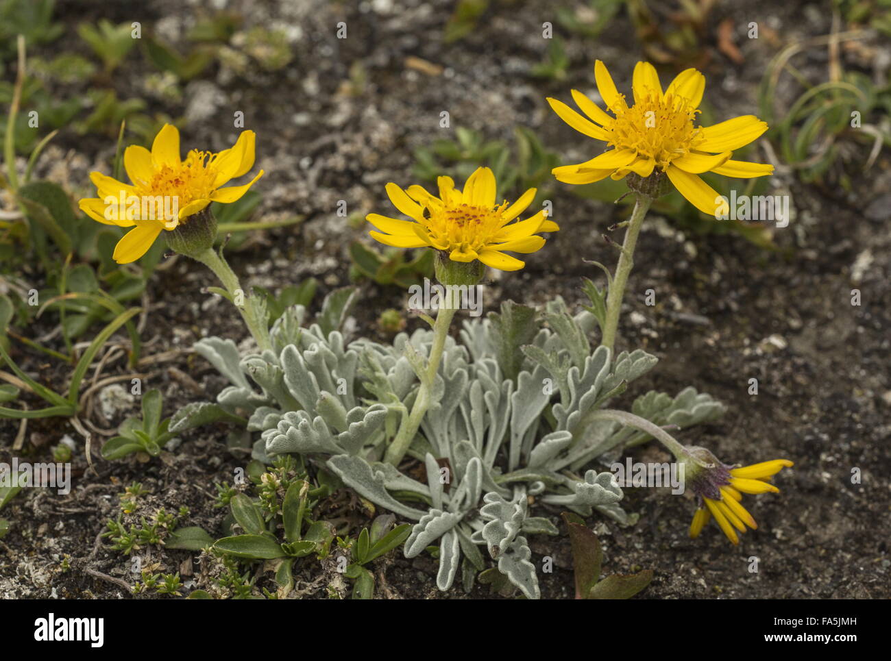 Haller's erba tossica, Jacobaea uniflora (= Senecio halleri) in fiore in alta quota nelle Alpi italiane. Foto Stock Haller's erba tossica, Jacobaea uniflora (= Senecio halleri) in fiore in alta quota nelle Alpi italiane. Foto Stock
