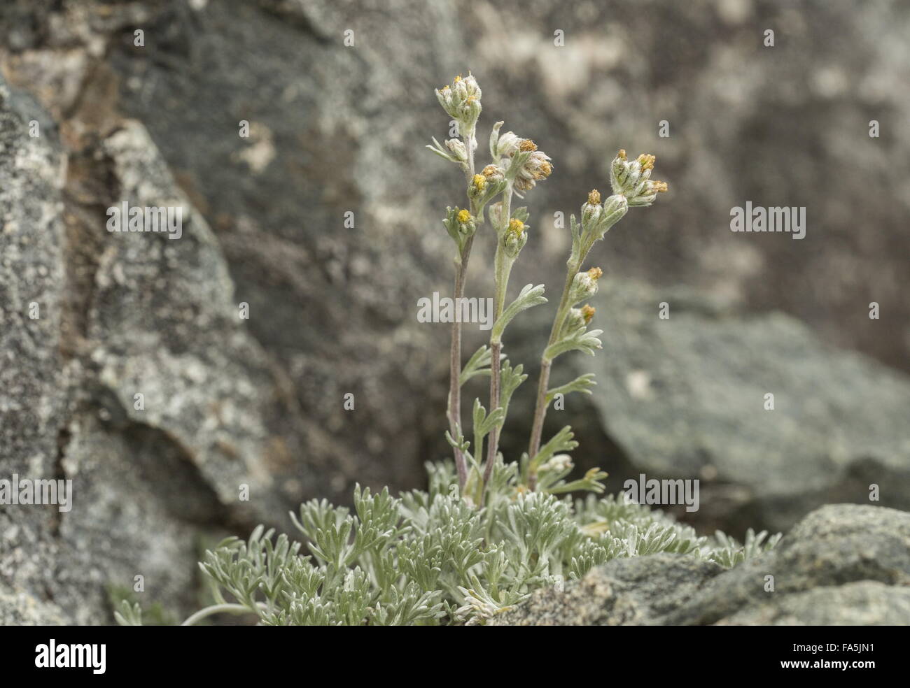 Genipi giallo o bianco Genipi, in fiore in alta quota nelle Alpi italiane. Foto Stock