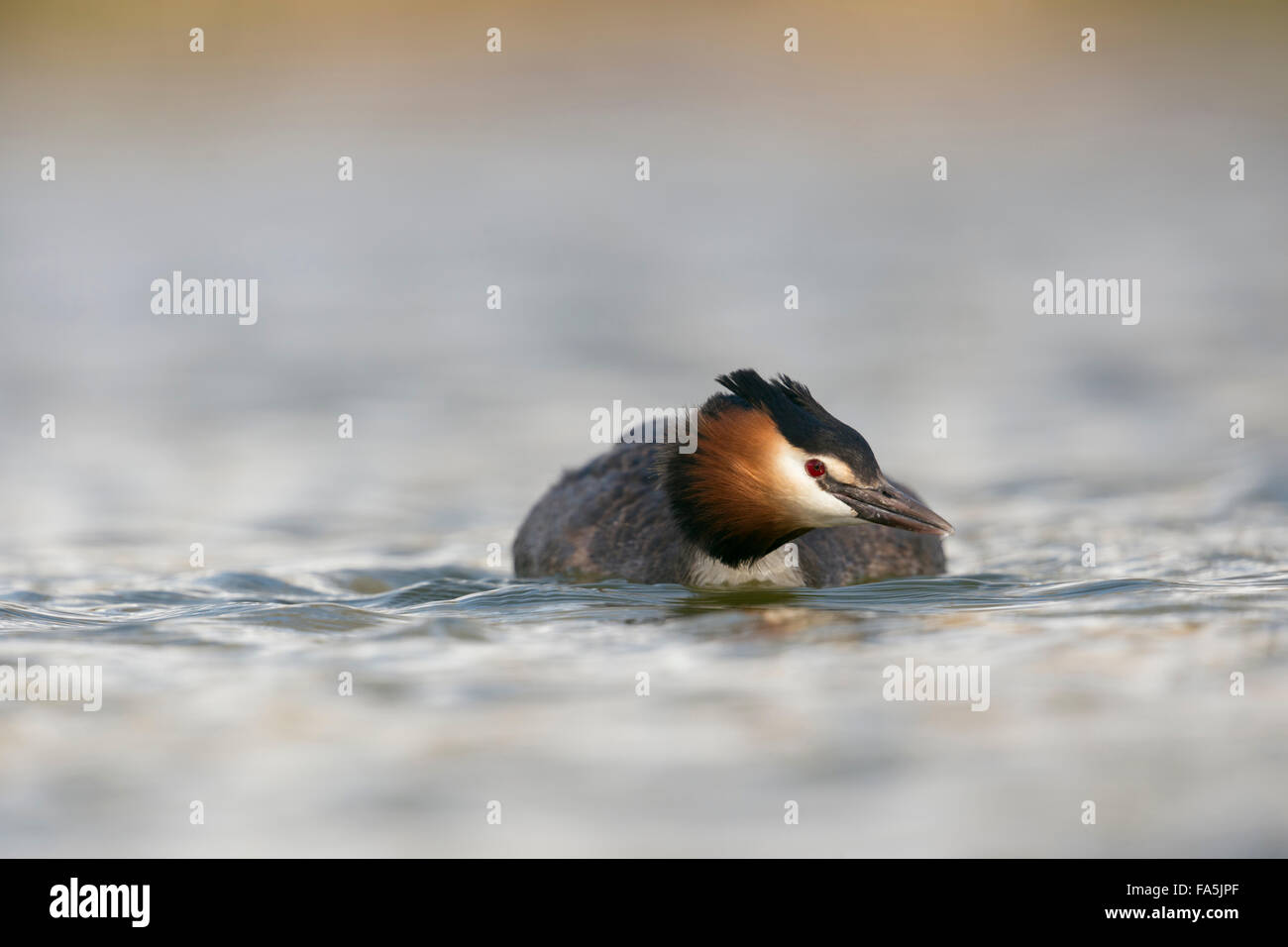 Svasso maggiore / Haubentaucher ( Podiceps cristatus ) anatre giù, cercando il suo compagno o rivale. Foto Stock