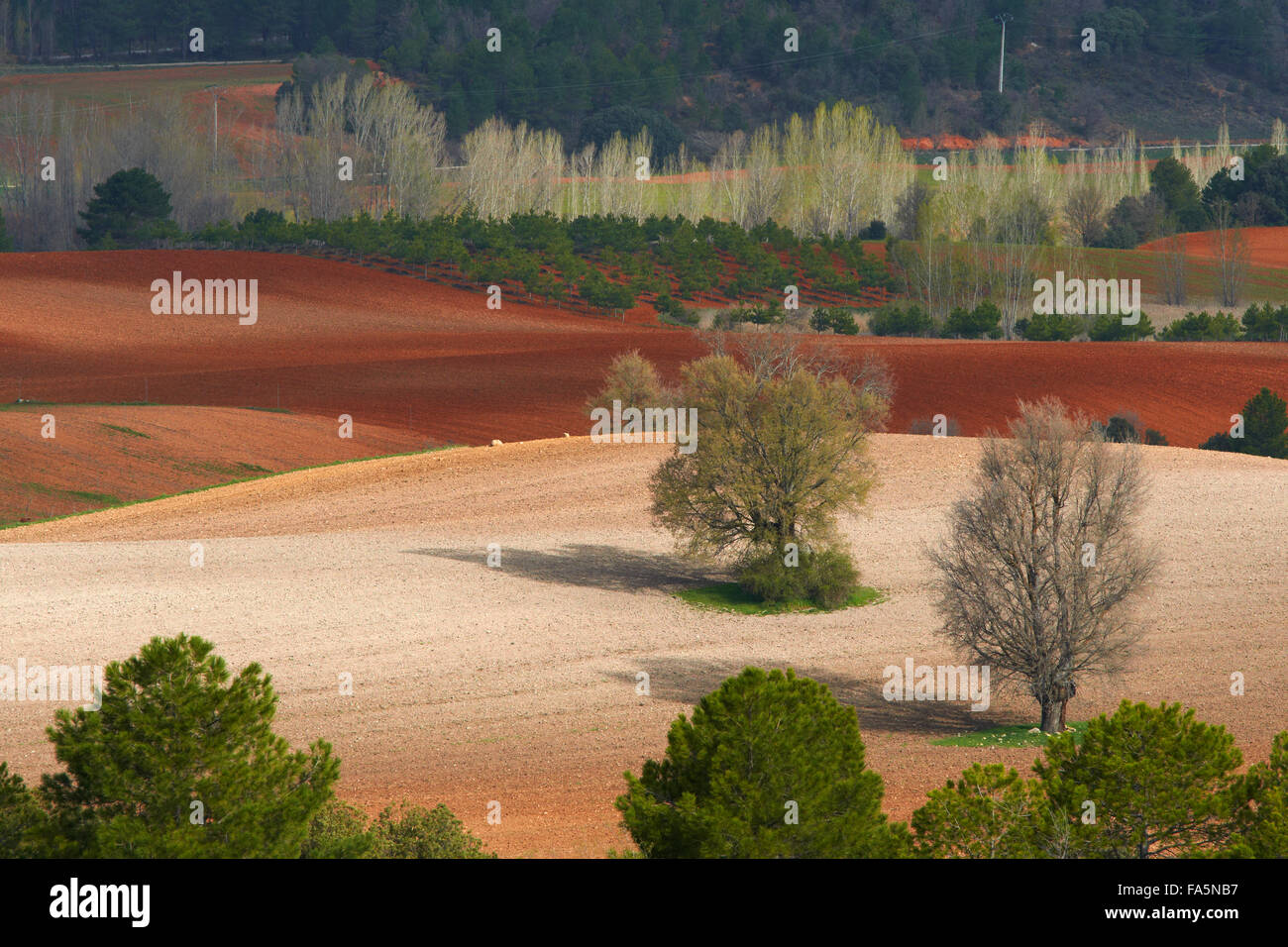 Villalba de la Sierra, paesaggio, Serrania de Cuenca parco naturale, Provincia Cuenca, Castilla La Mancha, in Spagna. Foto Stock