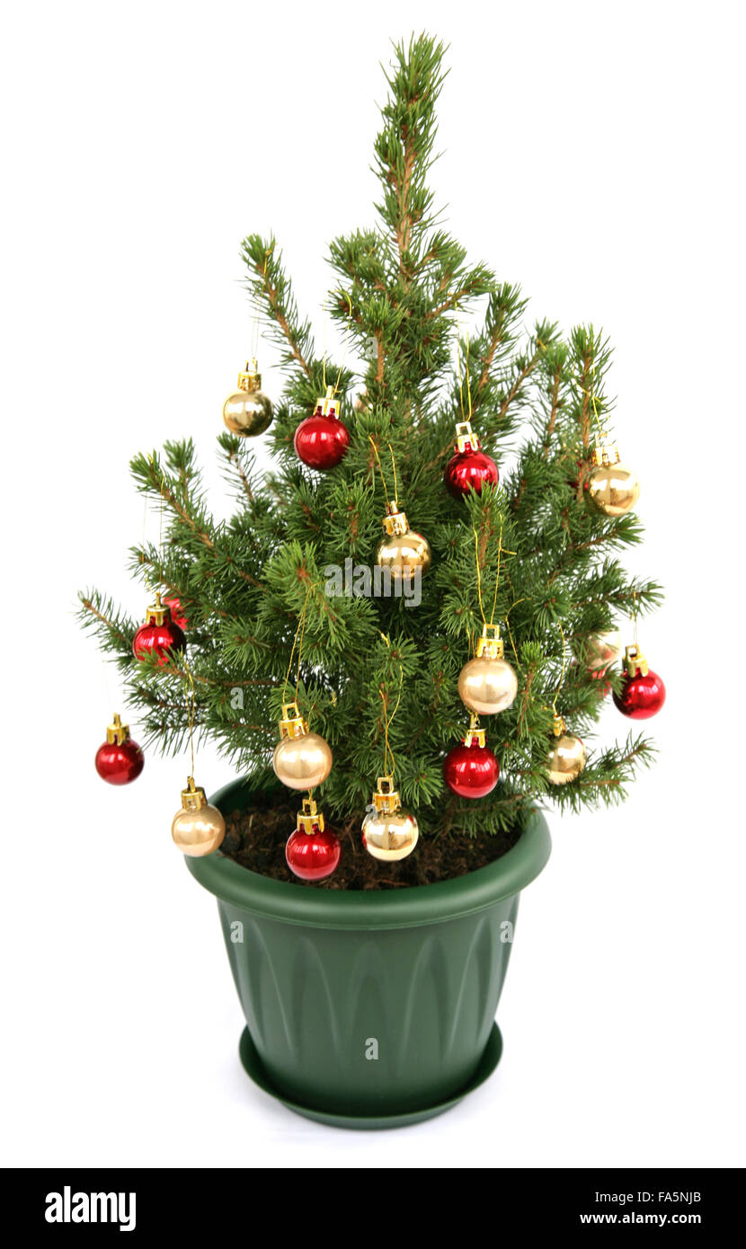Piccolo albero di Natale su sfondo bianco Foto Stock