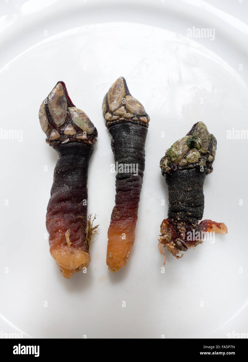 Percebes o oca cirripedi un cibo spagnolo delicatezza soprattutto in Galizia e nelle Asturie Foto Stock