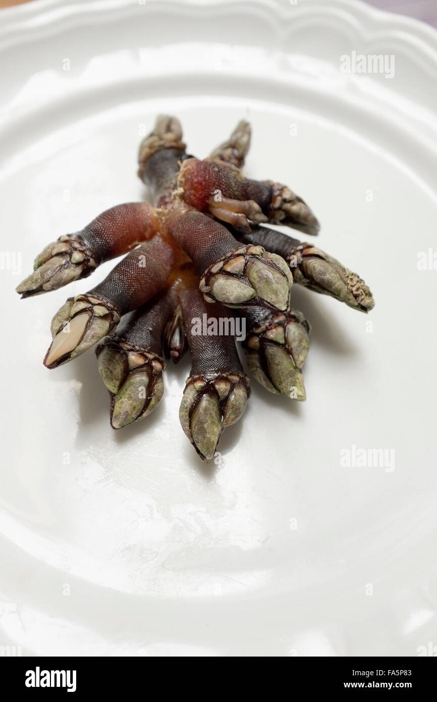 Percebes o oca cirripedi un cibo spagnolo delicatezza soprattutto in Galizia e nelle Asturie Foto Stock