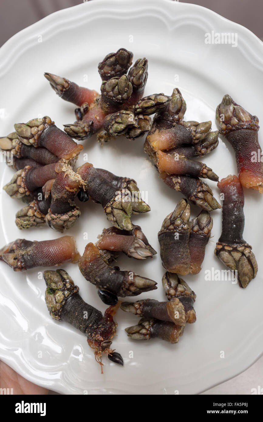 Percebes o Barnacles d'oca è una prelibatezza gastronomica spagnola soprattutto in Galizia e nelle Asturie, un esempio dello strano o strano cibo mangiato dalla gente Foto Stock