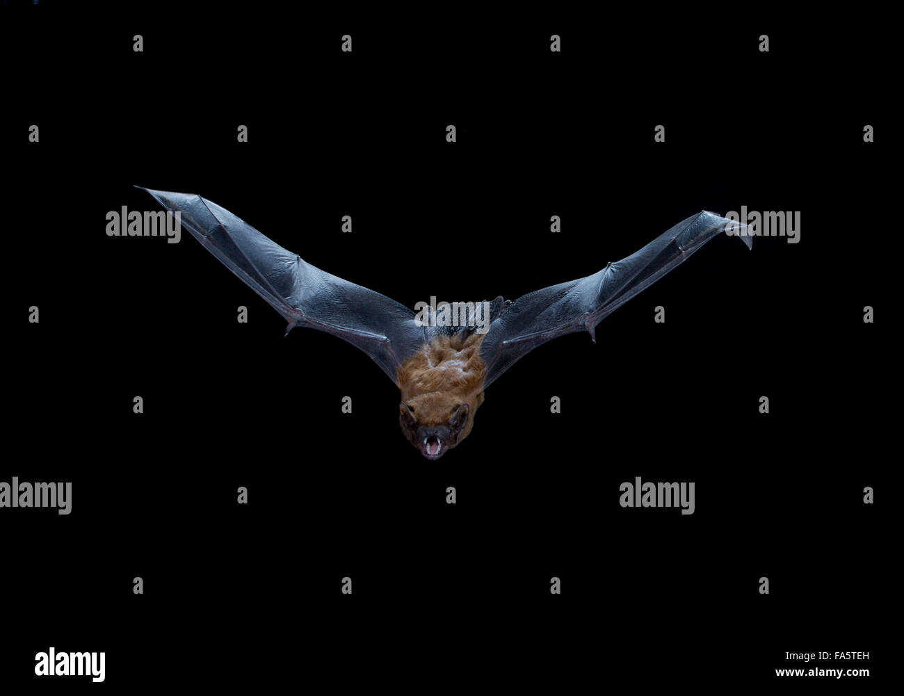 Noctule Bat Nyctalus noctula, in volo Foto Stock