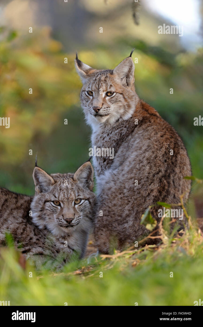 Eurasian Lynx / Eurasischer Luchs ( Lynx lynx ) appoggiato accanto all'altra. Foto Stock