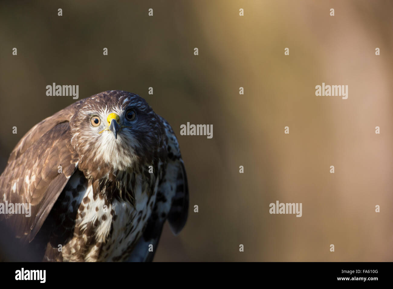 Comune poiana, Mäusebussard, Mäuse-Bussard, Bussard, Buteo buteo, la variabile delle Buse, Ritratto, Porträt Foto Stock