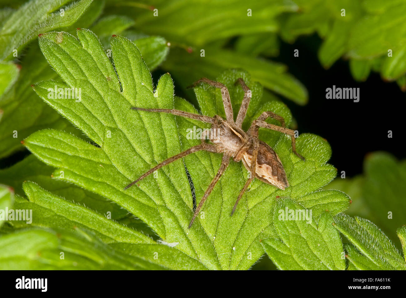 Fantastica pesca spider, vivaio spider web, Listspinne, List-Spinne, Raubspinne, Brautgeschenkspinne, Pisaura mirabilis Foto Stock