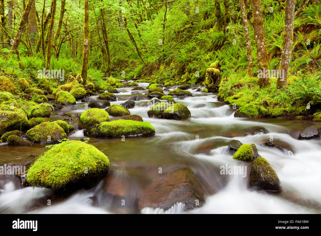Gorton Creek attraverso la lussureggiante foresta pluviale in Columbia River Gorge, Oregon, Stati Uniti d'America. Foto Stock