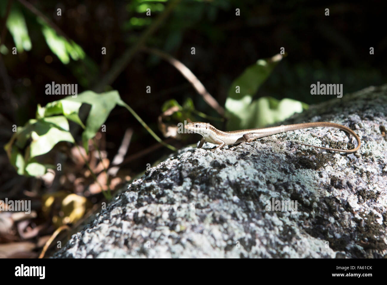 Piccola lucertola crogiolarsi sulla roccia. Le Seychelles. Foto Stock