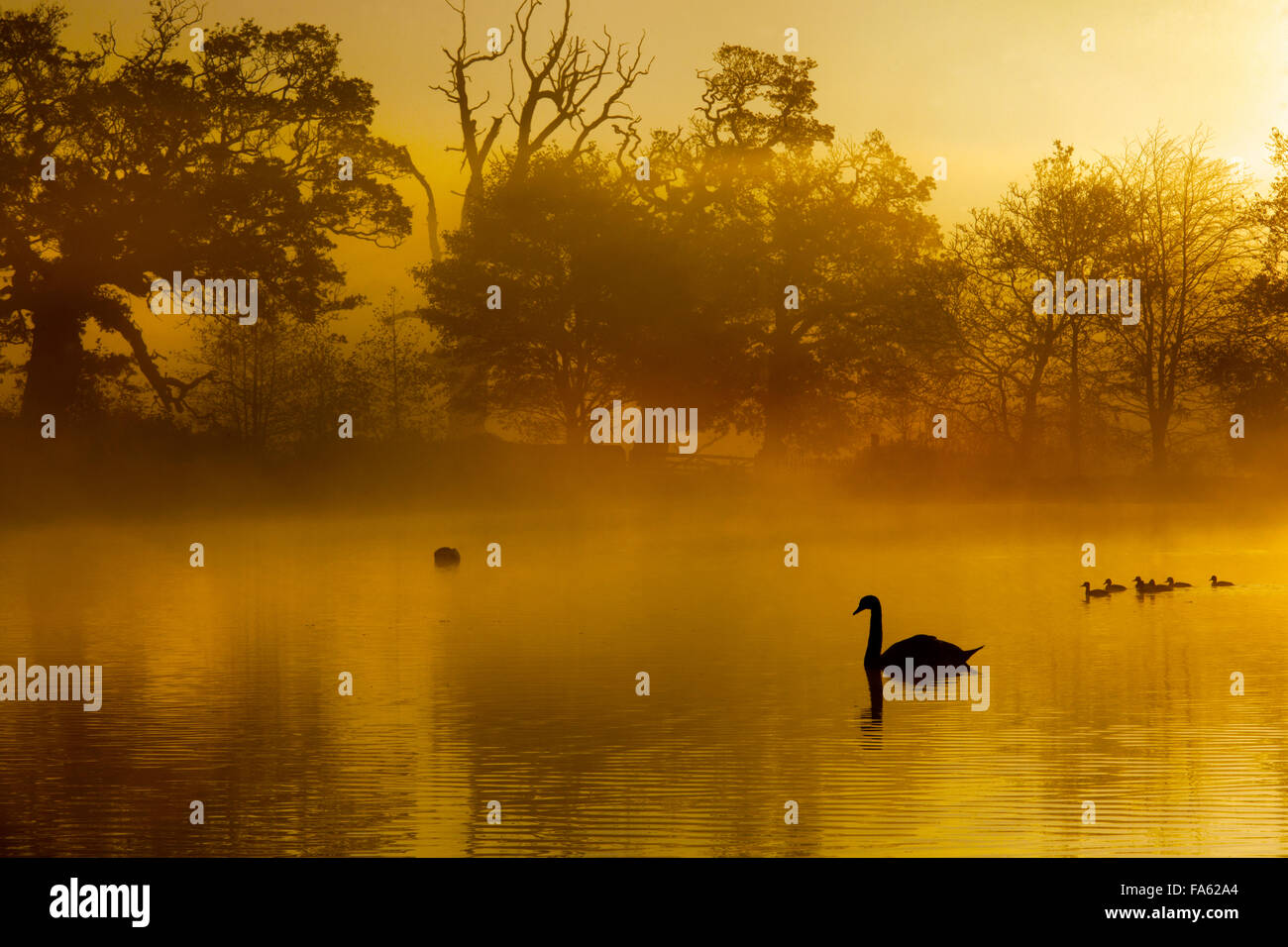 Cigni all alba mattinata nebbiosa Felbrigg Norfolk Foto Stock