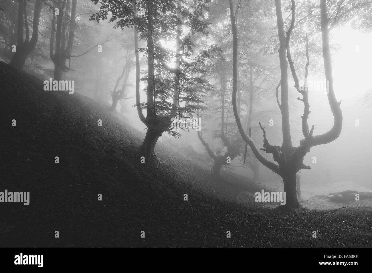 Creepy misteriosa foresta in bianco e nero Foto Stock
