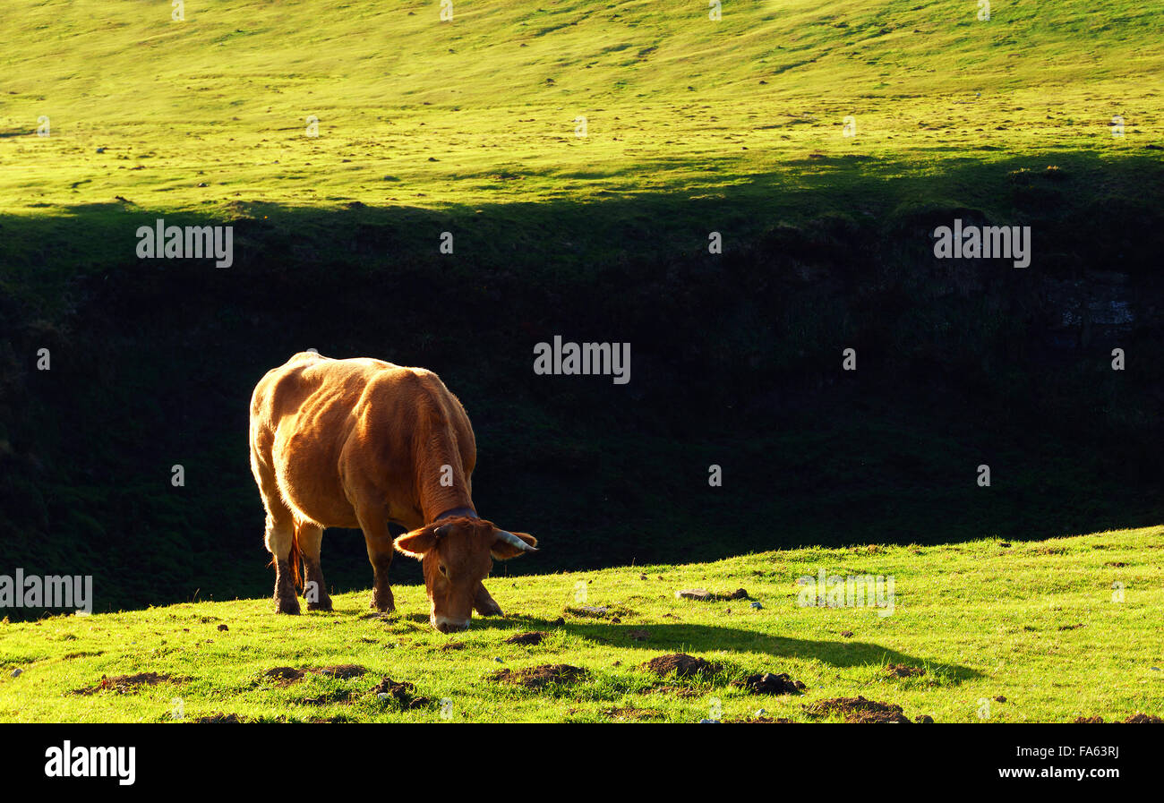 Brown cow pascolare sui prati Foto Stock