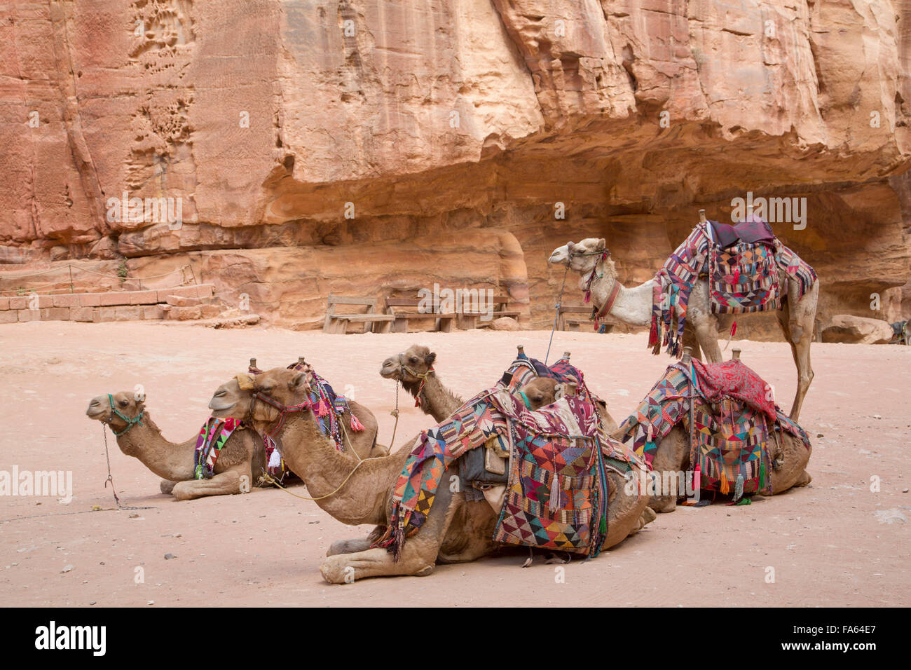 Cammelli nella zona del tesoro, Petra, Sito Patrimonio Mondiale dell'UNESCO, Giordania Foto Stock