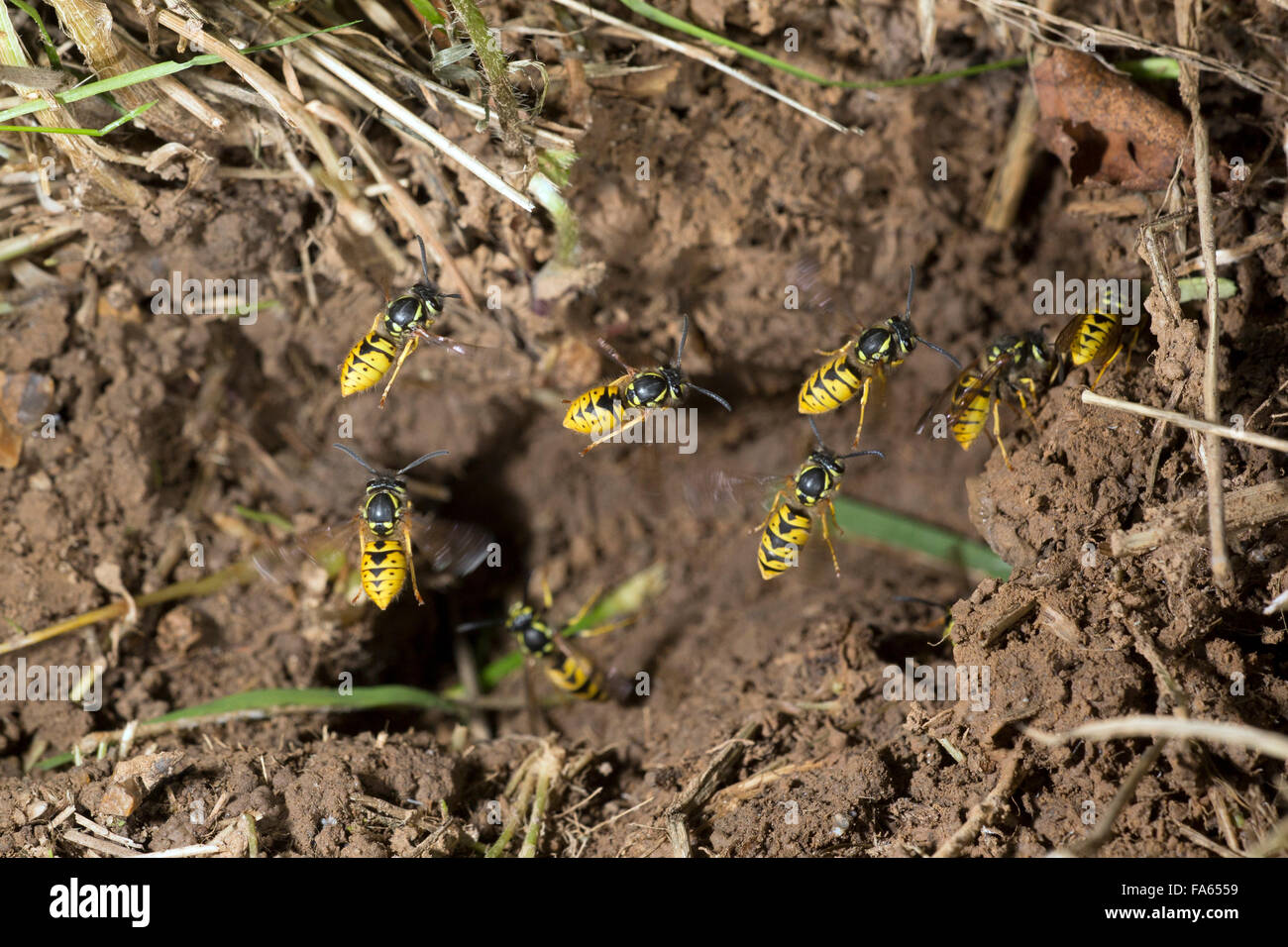 Vespe comune Vespula vulgaris battenti per nidificare ingresso Foto Stock