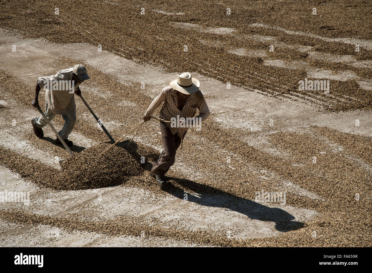 Lavoratori diffondere i chicchi di caffè nel patio per essiccamento al sole Foto Stock