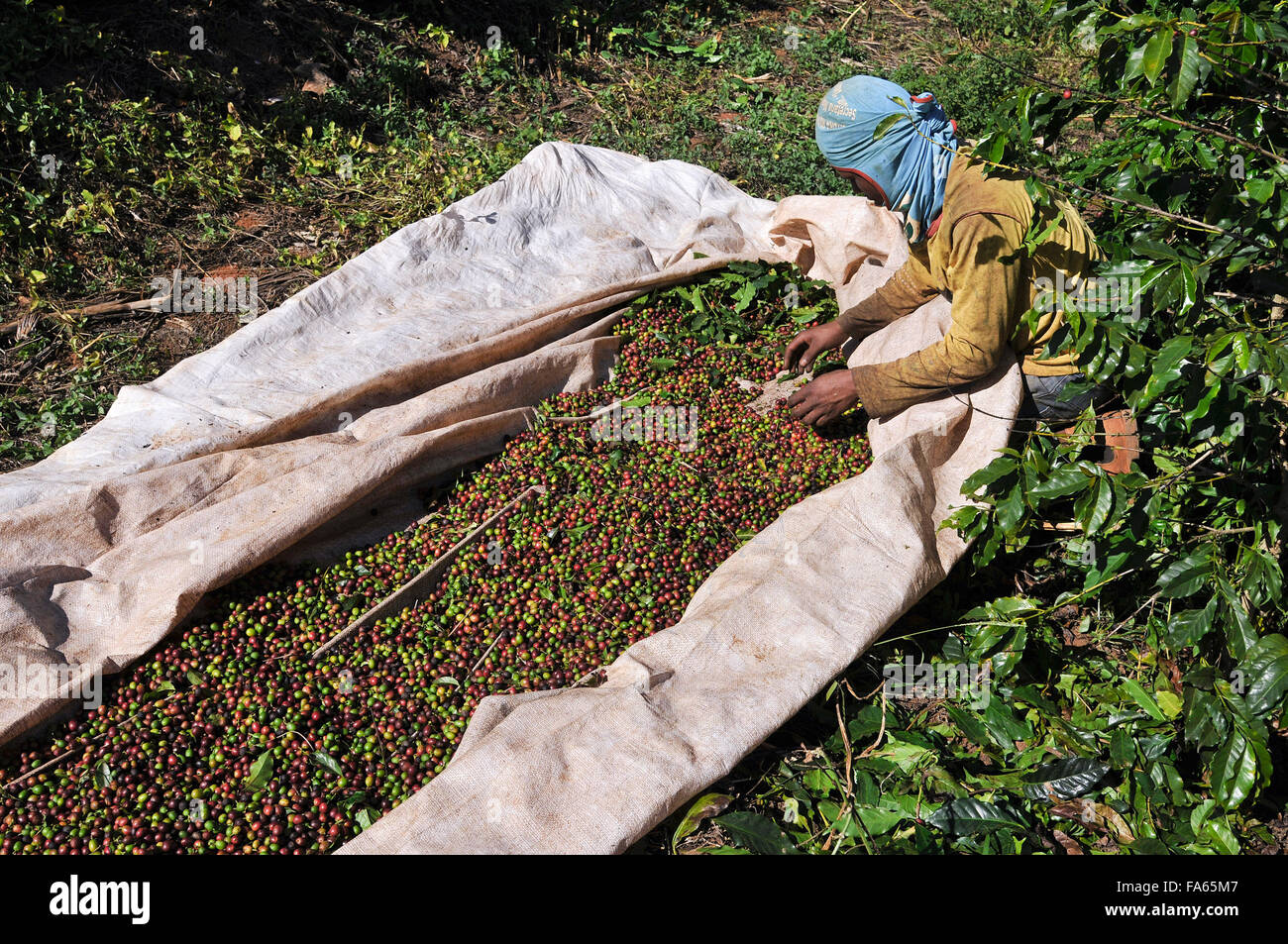 Vendemmia manuale cafe Foto Stock