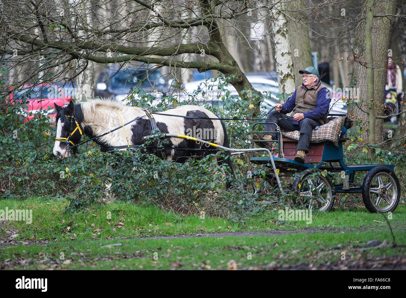 Un pony e carrello a Thorndon Parco bosco in Essex, Inghilterra, Regno Unito. Foto Stock