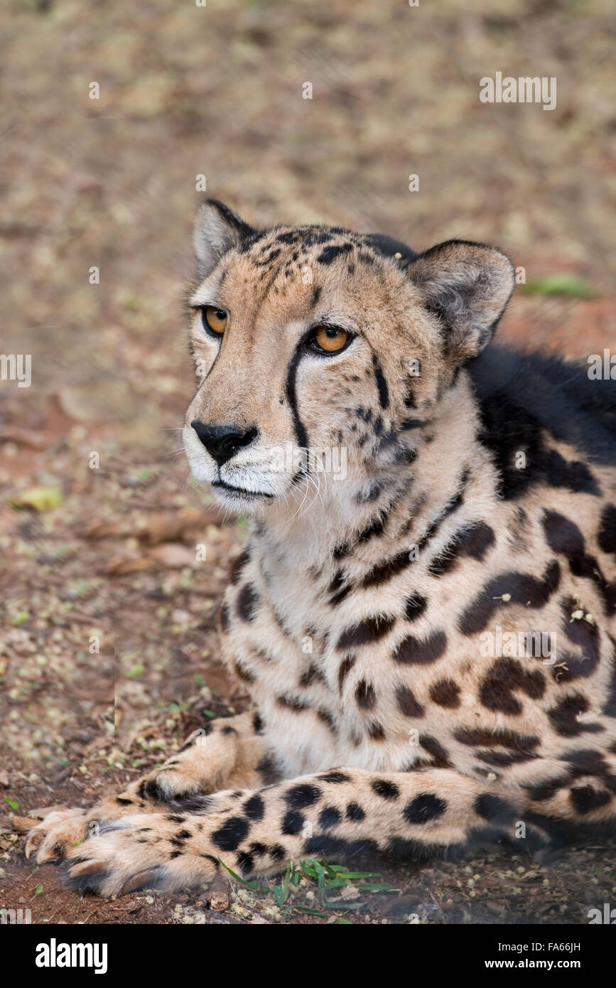 Sud Africa, Pretoria, Ann van Dyk Cheetah Center. Raro re ghepardo (captive, sulla via di estinzione elenco: Acinonyx jubatus). Foto Stock
