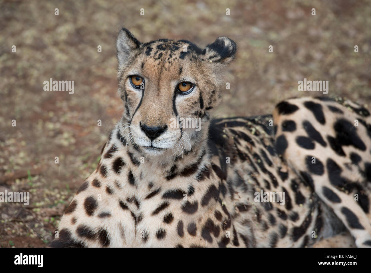 Sud Africa, Pretoria, Ann van Dyk Cheetah Center. Raro re ghepardo (captive, sulla via di estinzione elenco: Acinonyx jubatus). Foto Stock