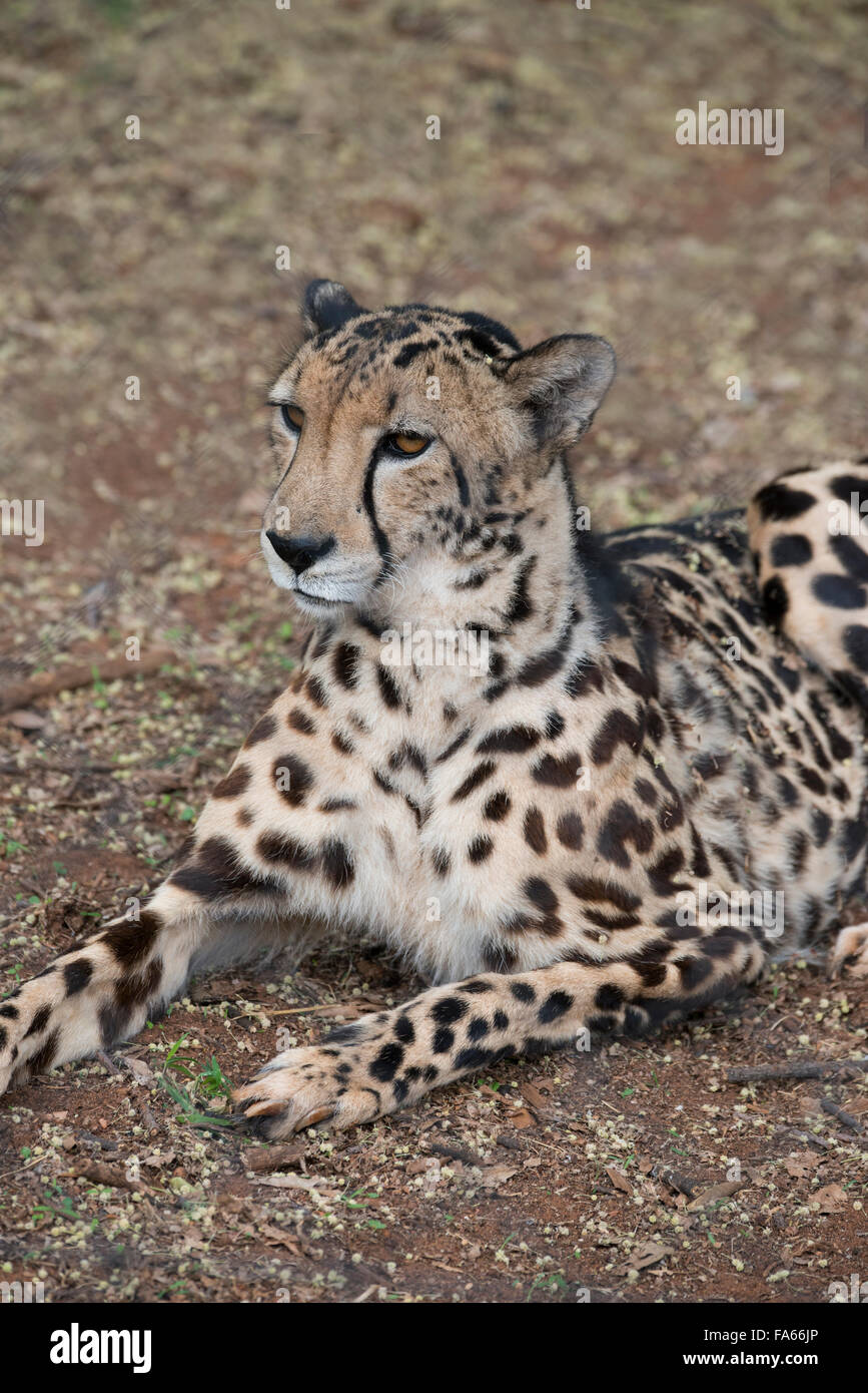 Sud Africa, Pretoria, Ann van Dyk Cheetah Center. Raro re ghepardo (captive, sulla via di estinzione elenco: Acinonyx jubatus). Foto Stock