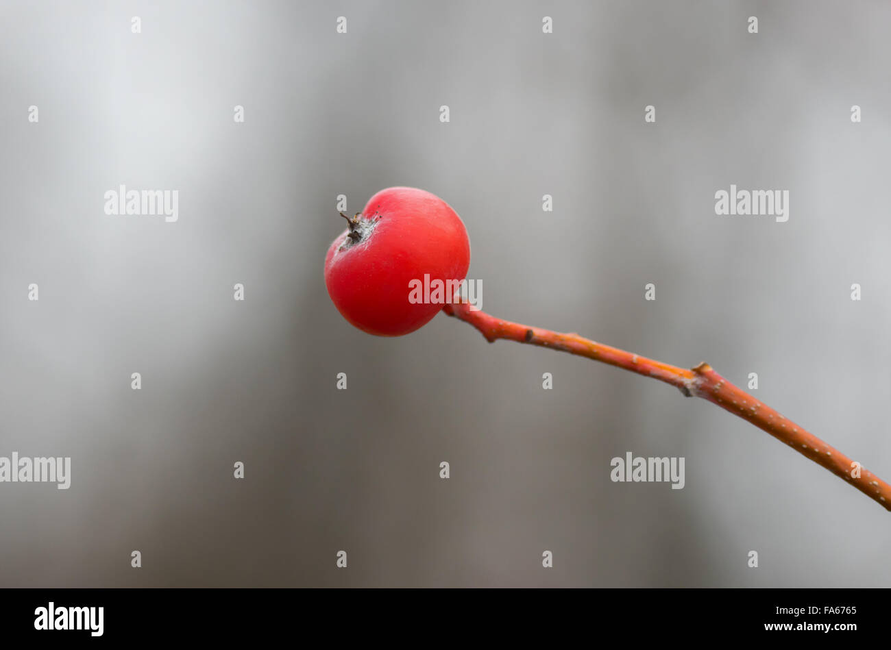 Uno lonely ashberry su una filiale di piccole dimensioni Foto Stock