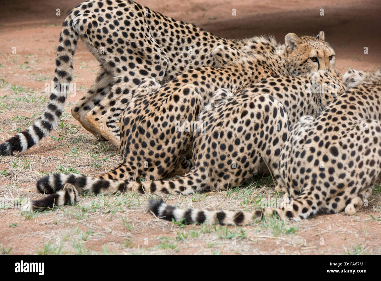Sud Africa, Pretoria, Ann van Dyk Cheetah Center. Ghepardi (captive, sulla via di estinzione elenco, Acinonyx jubatus). Foto Stock