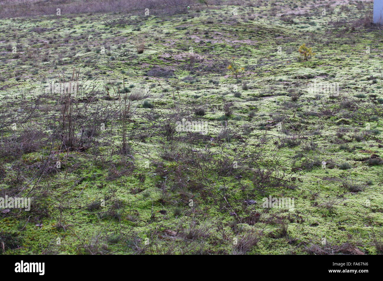 Copertura di terra verde muschio morbido tappeto come Foto Stock