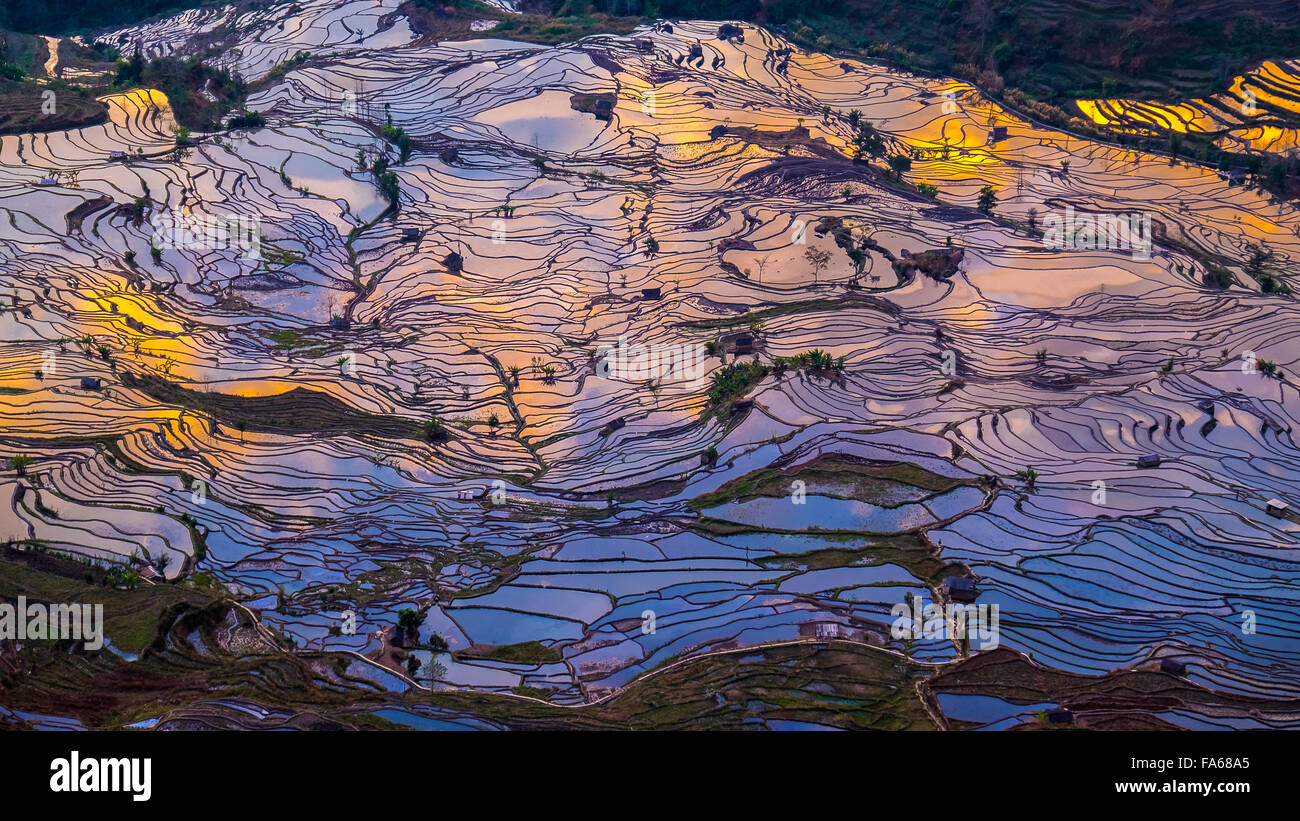 Vista aerea di campi di riso terrazzati, Yuanyang, Yunnan, Cina Foto Stock