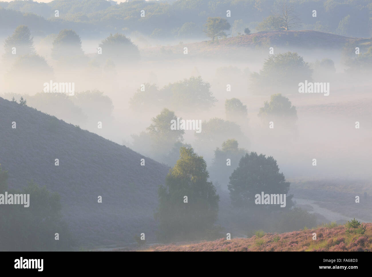 Alberi in Posbank valle coperta dalla nebbia, Koninkrijk, Paesi Bassi Foto Stock