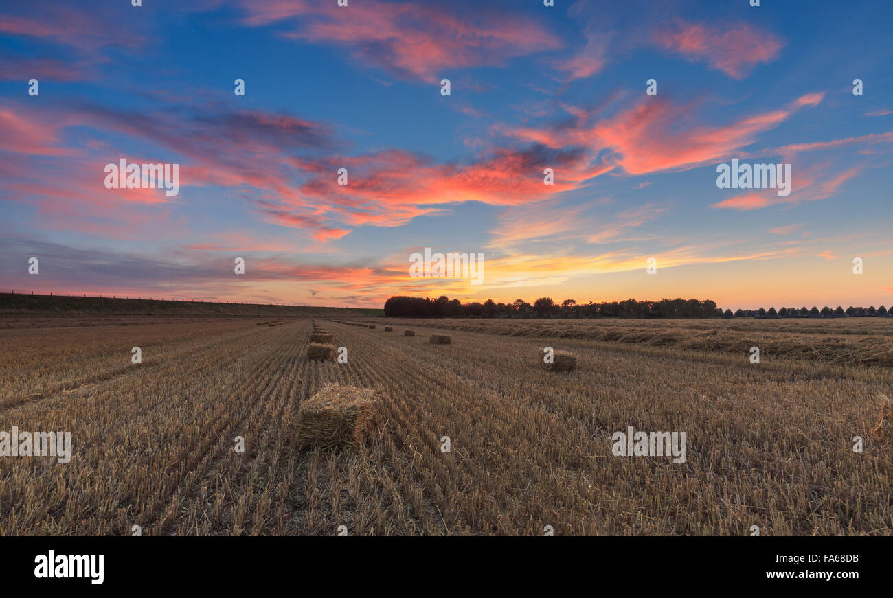Balle di fieno nel campo al tramonto, Koninkrijk, Paesi Bassi Foto Stock