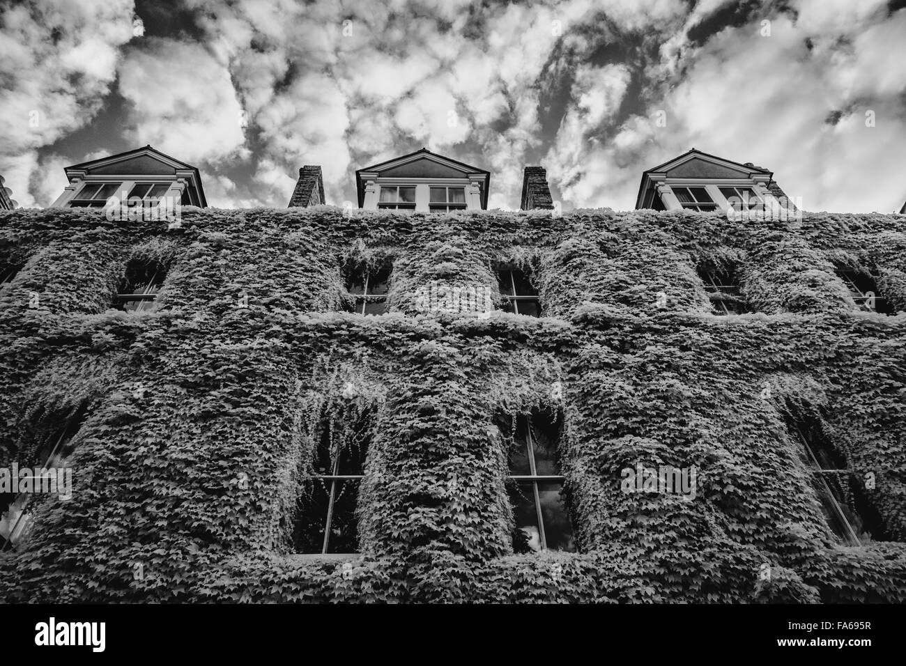 Immagine in bianco e nero di un edificio pesantemente vestita in una pianta rampicante Foto Stock