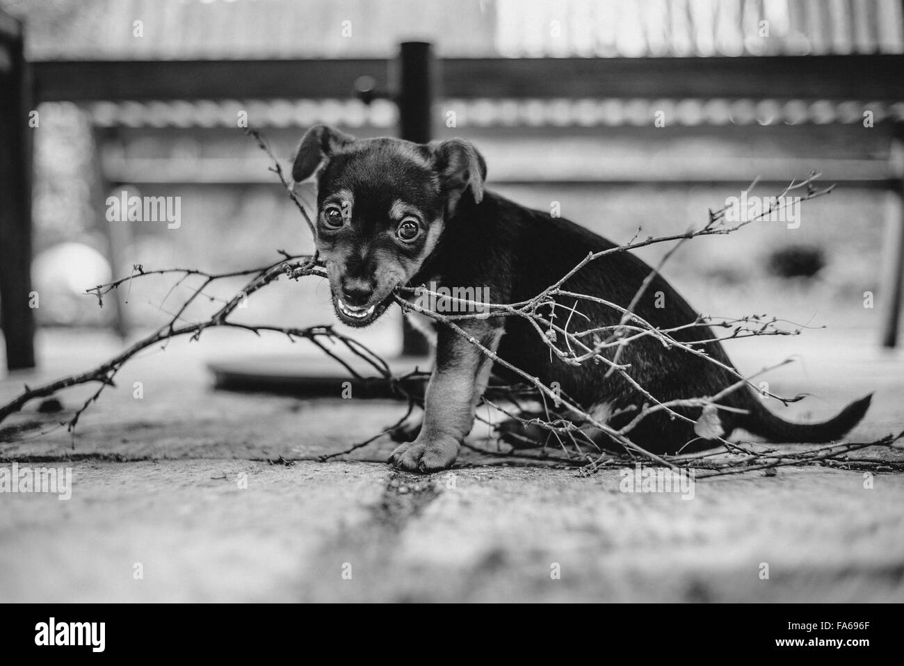 Un giovane cucciolo masticare su un bastone al di fuori Foto Stock