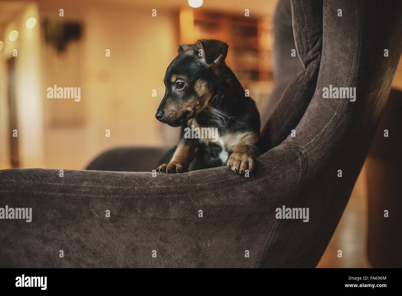 Jack Russell cucciolo seduto su una sedia egg Foto Stock