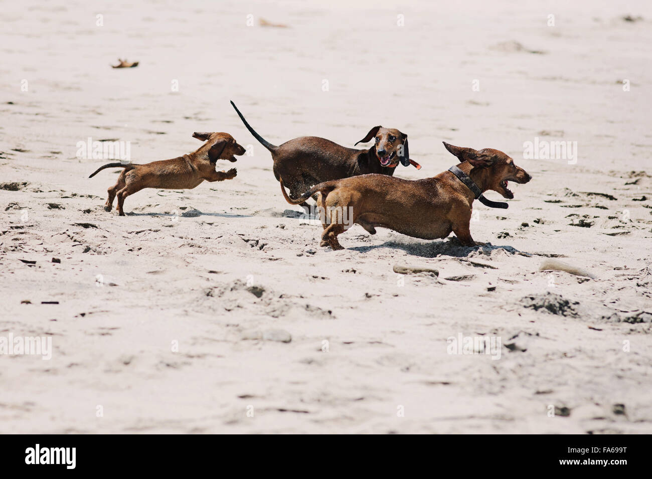 Tre bassotto Cani giocando sulla spiaggia Foto Stock