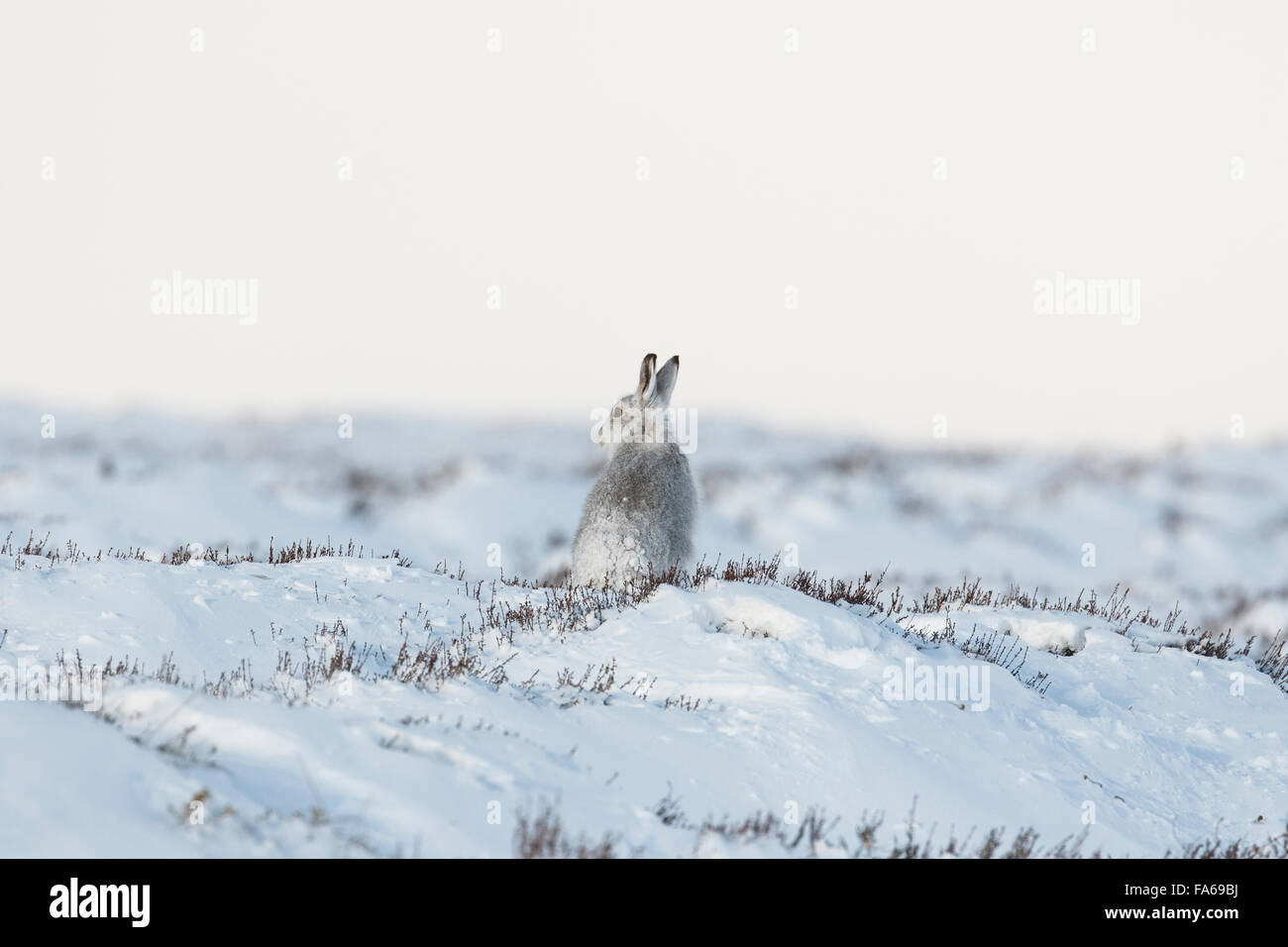 La Lepre Bianca in inverno coperta di neve la brughiera Foto Stock