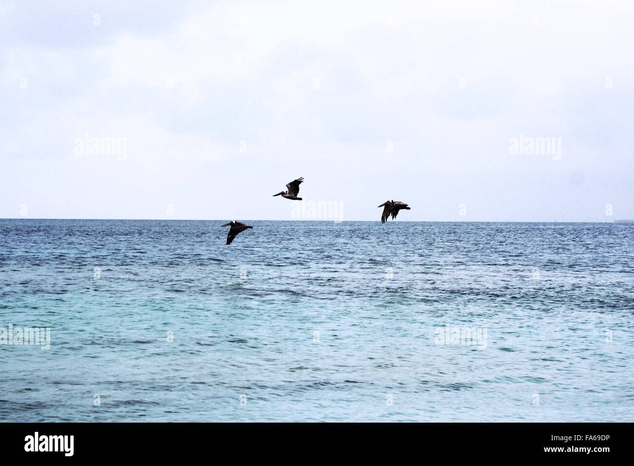 Tre uccelli volare sopra il mare, Panama Foto Stock