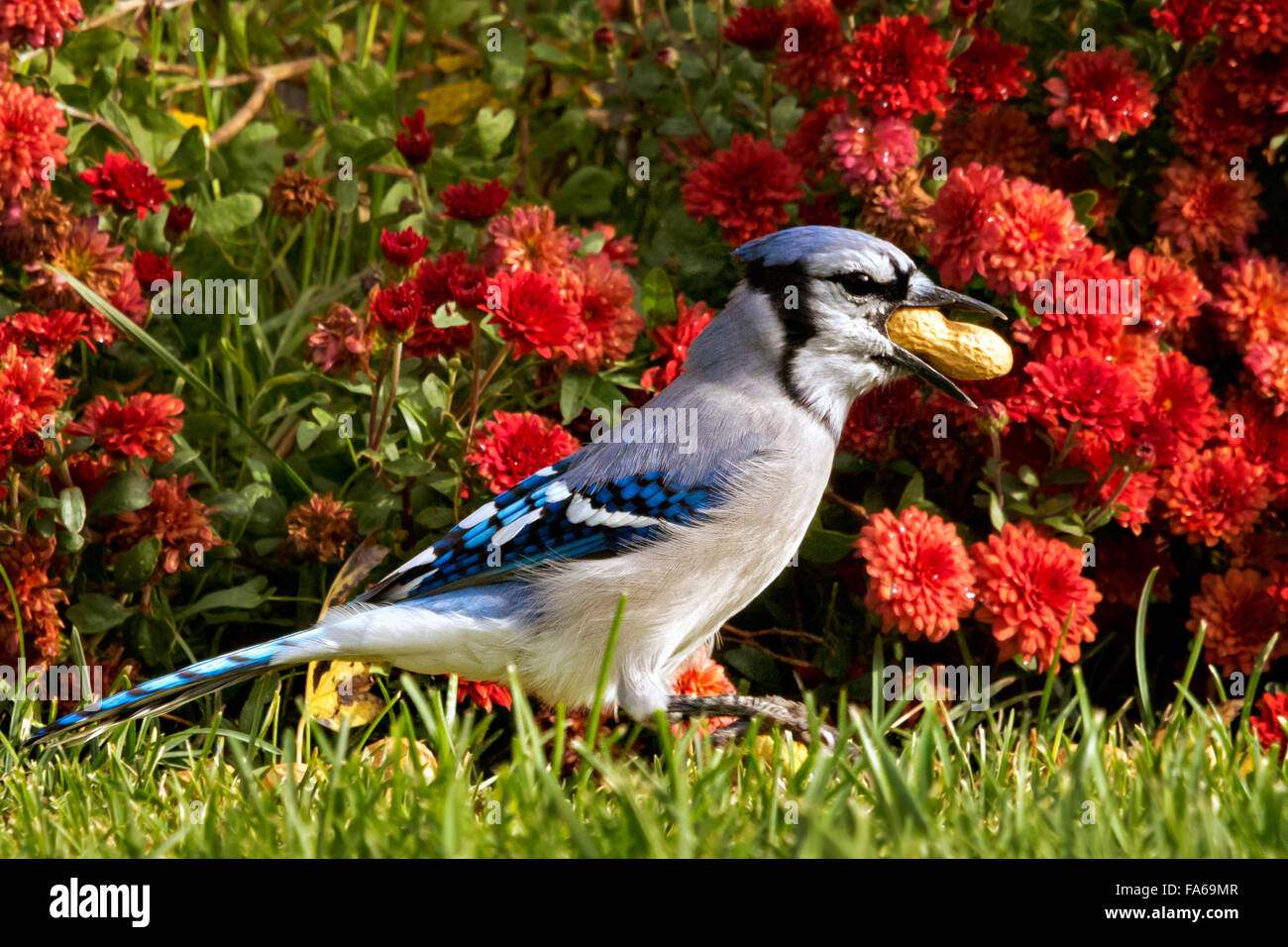Blue Jay con una arachidi in bocca, colorado, Stati Uniti Foto Stock