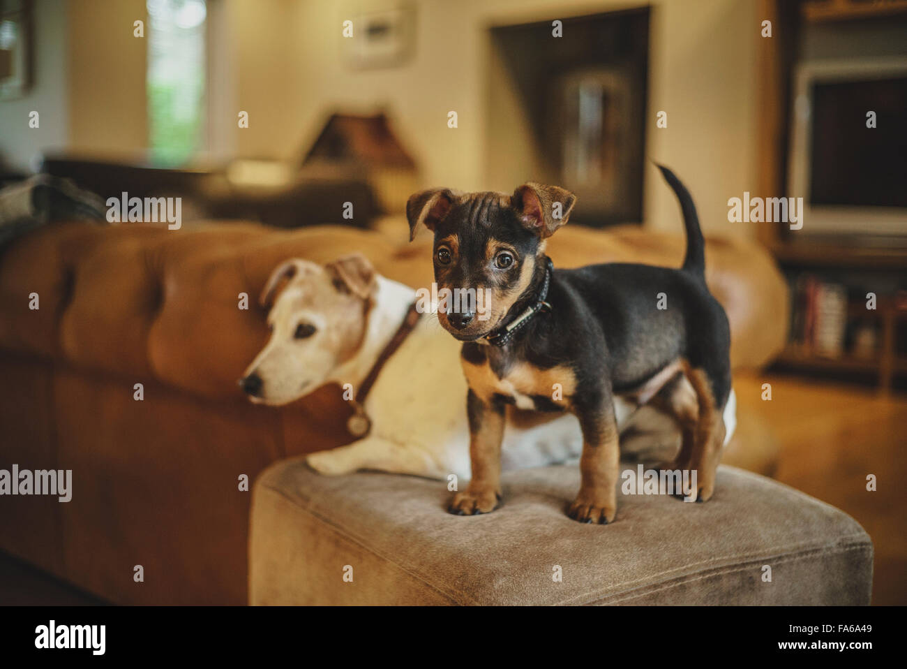 Due Jack Russell cani a casa Foto Stock