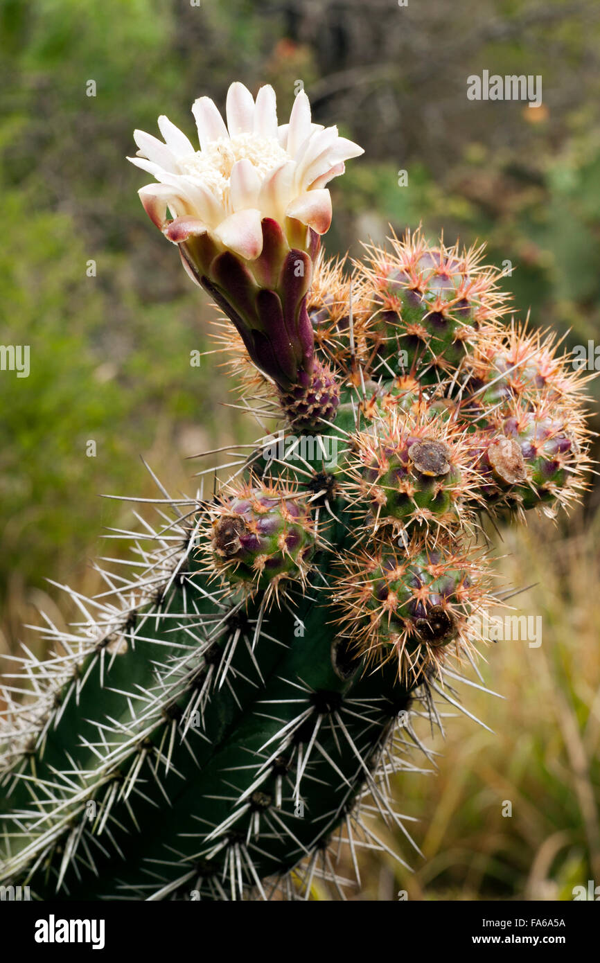 Bianco fiore di cactus - Camp Lula Sams - Brownsville, Texas USA Foto Stock
