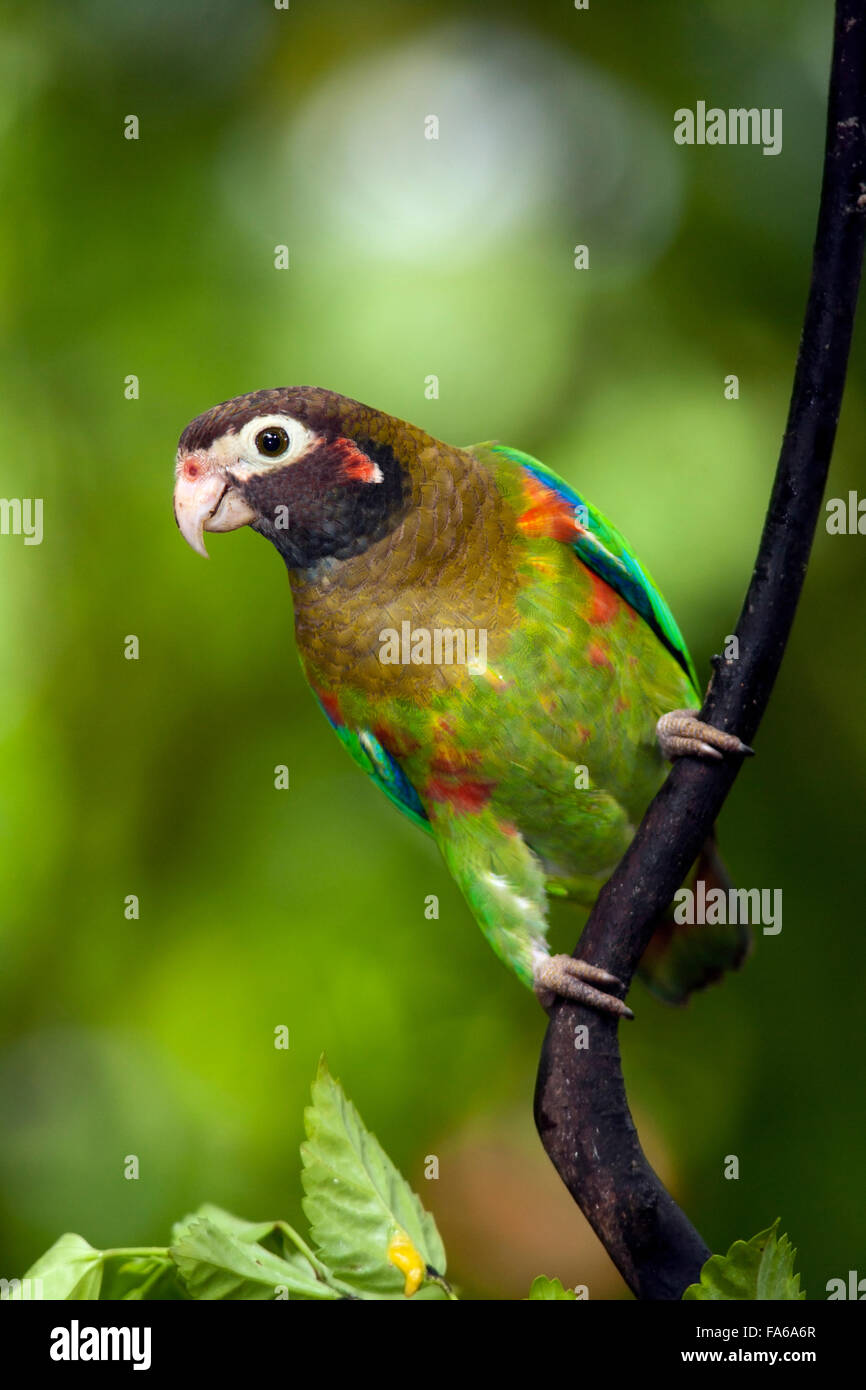 Marrone-incappucciati Parrot (Pyrilia haematotis) - Boca Tapada, San Carlos Costa Rica Foto Stock