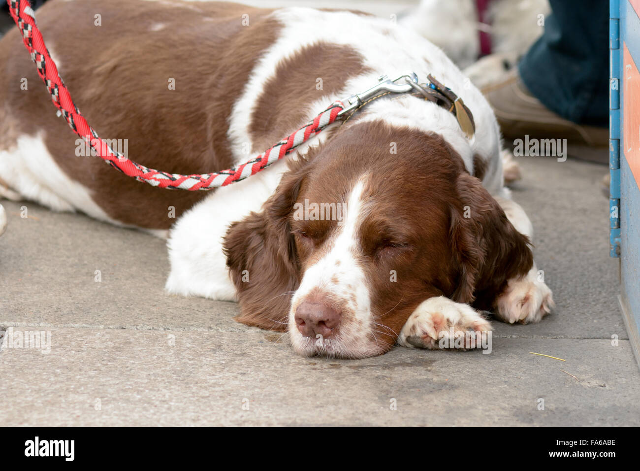English Springer spaniel cane addormentato sul marciapiede come proprietari chat Foto Stock