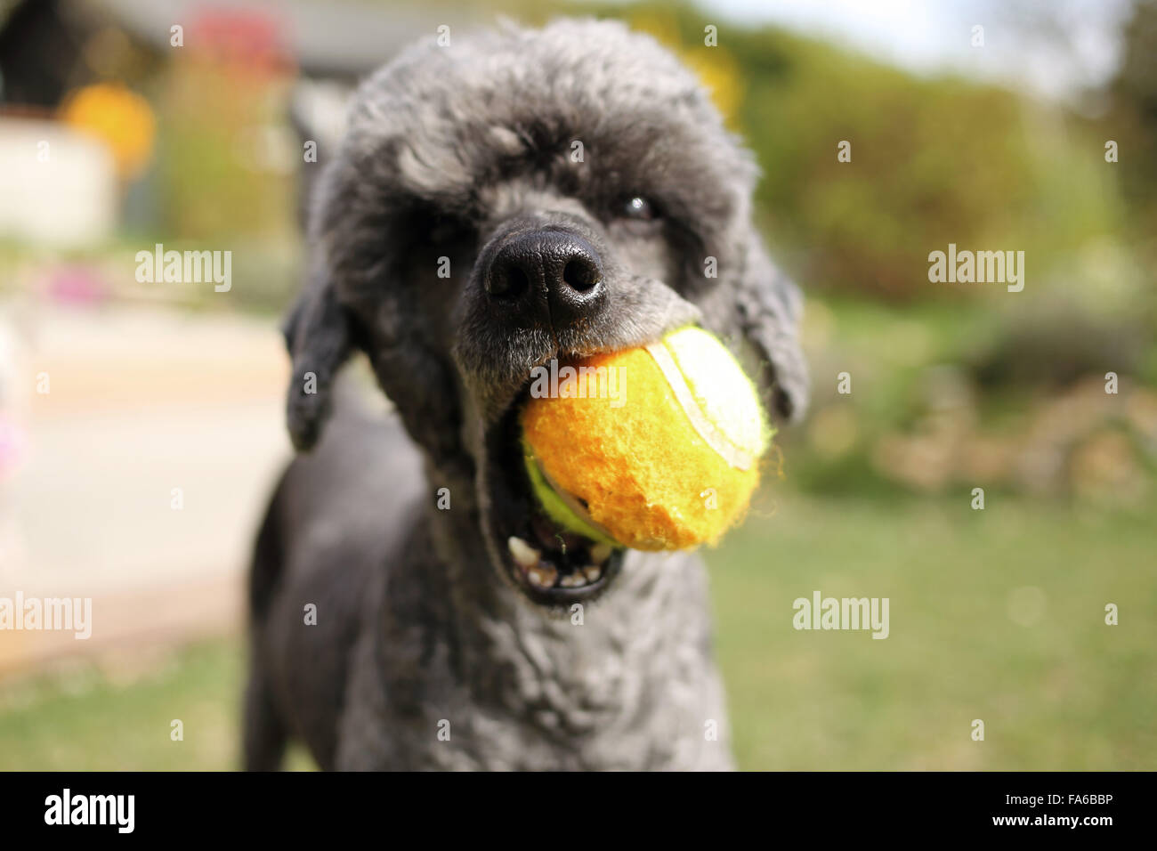 Cane barboncino con una palla in bocca Foto Stock