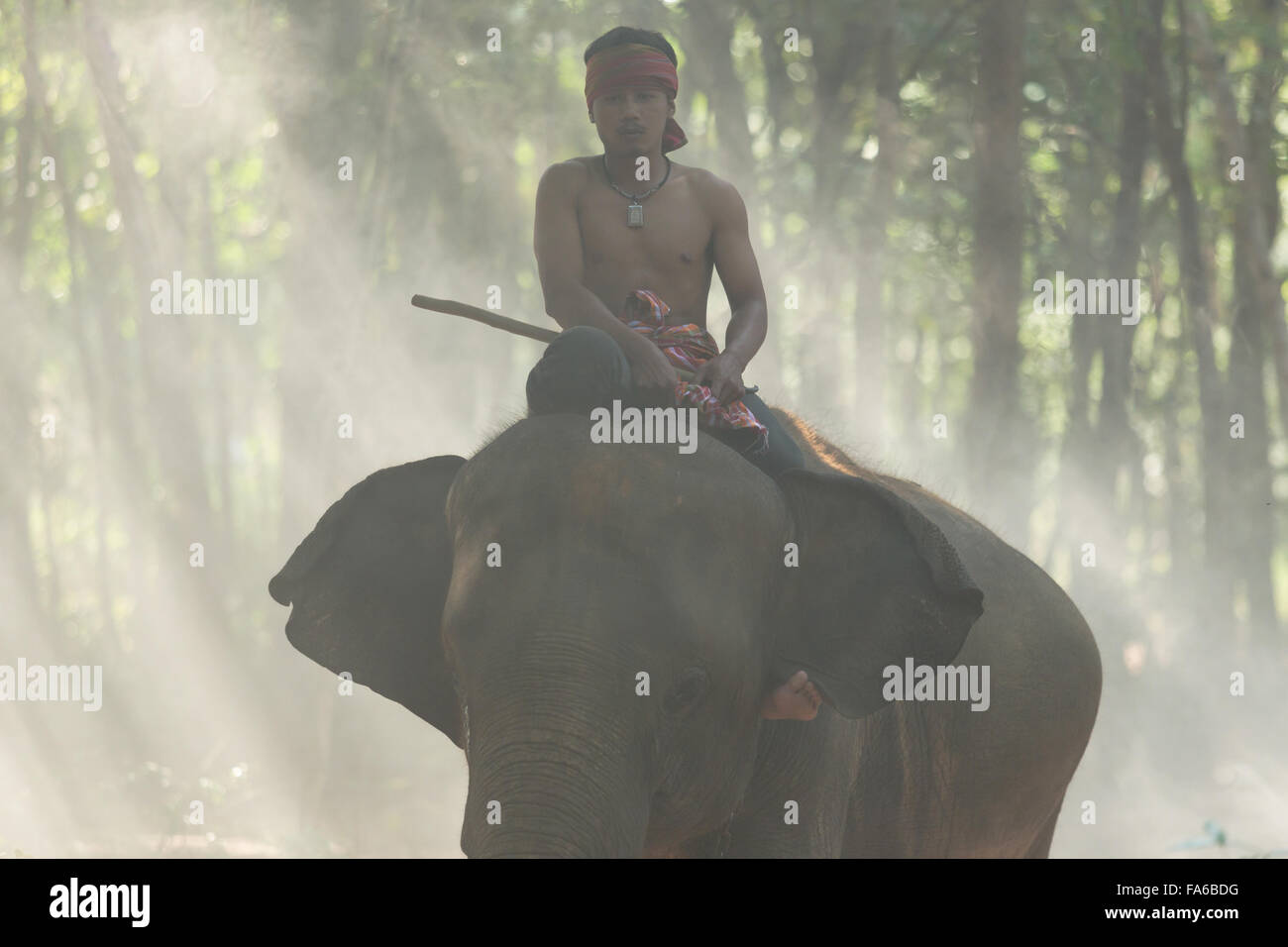 Mahout su elefante, Surin, Thailandia Foto Stock