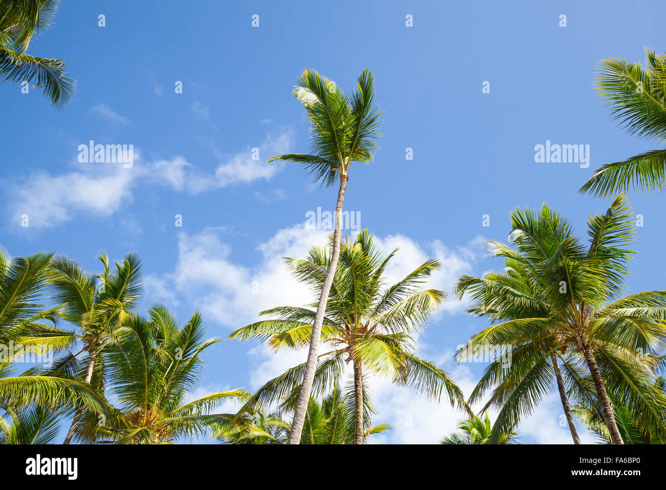 Palme e il blu cielo nuvoloso, Repubblica Dominicana natura Foto Stock